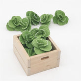 5 PCS 1:12 Mini House Toy Vegetable Simulation Cabbage Kitchen Accessory Mini House Toy, 5 PCS Cabbage