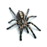 Creative Personality Scratch Cover Car Body Sticker, Black Spider, Spider Pair, Scorpion, Lizard