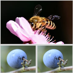 JSR Round Housing Diving 6 in 1 UV + CPL + 16X Macro + Red + Yellow + Purple Lens Filter for GoPro HERO8 Black, 6 in 1 Lens