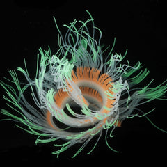 Aquarium Fish Tank Landscaping Decoration Silica Gel Simulation Software Coral Fluorescent Anemone, Size:, 50cm, 75cm